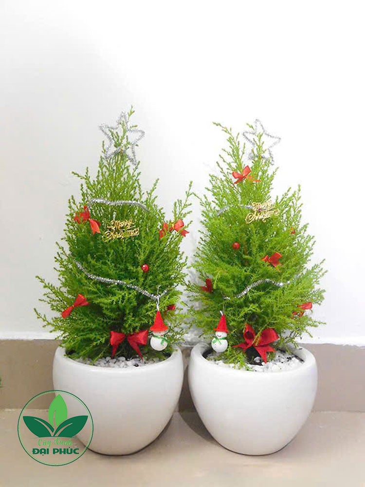 Cây thông noel