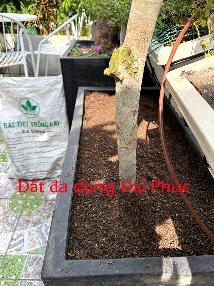 đất trồng cây
