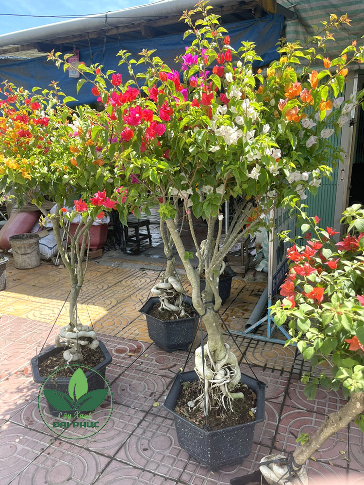 hoa giấy ngũ sắc