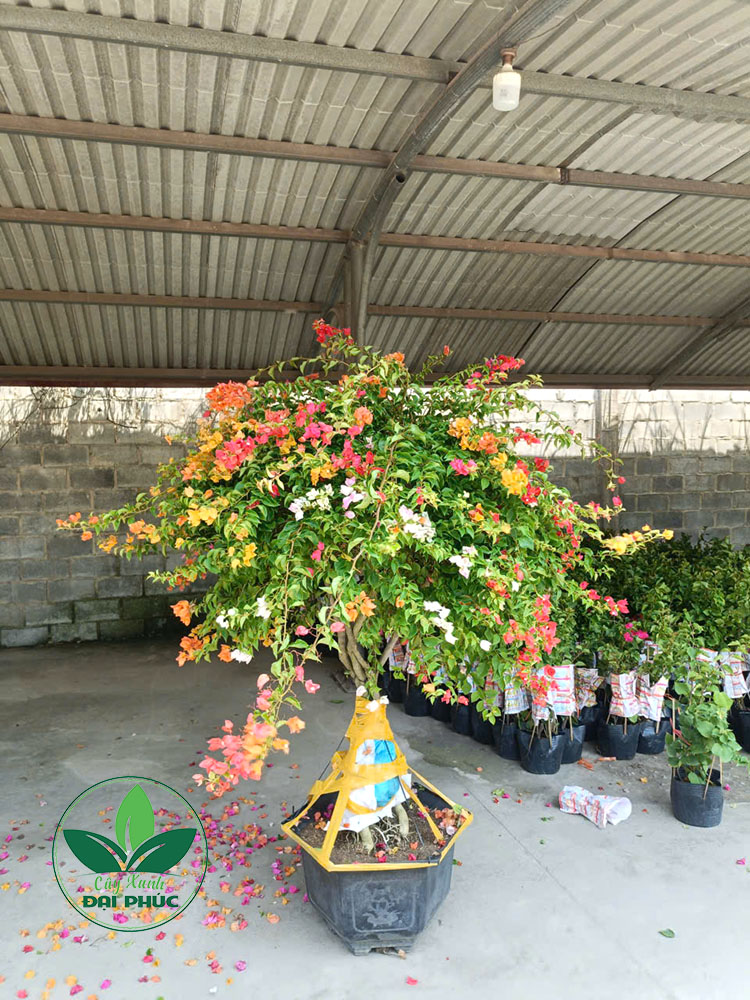cây hoa giấy ngũ sắc