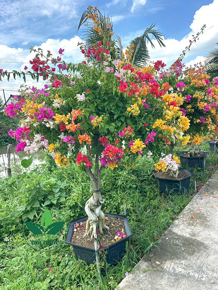 hoa giấy ngũ sắc