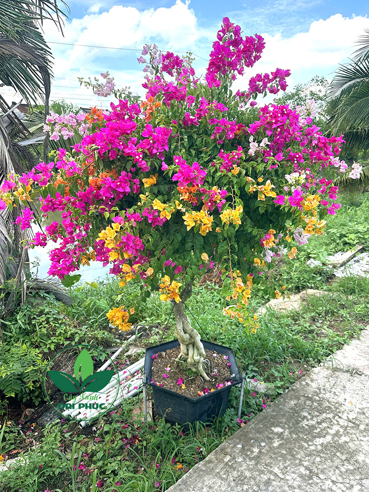 hoa giấy ngũ sắc