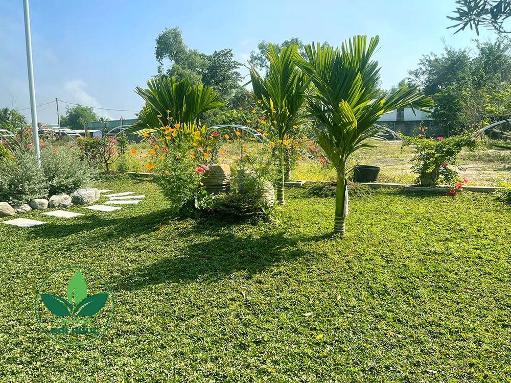 thi công cảnh quan sân vườn
