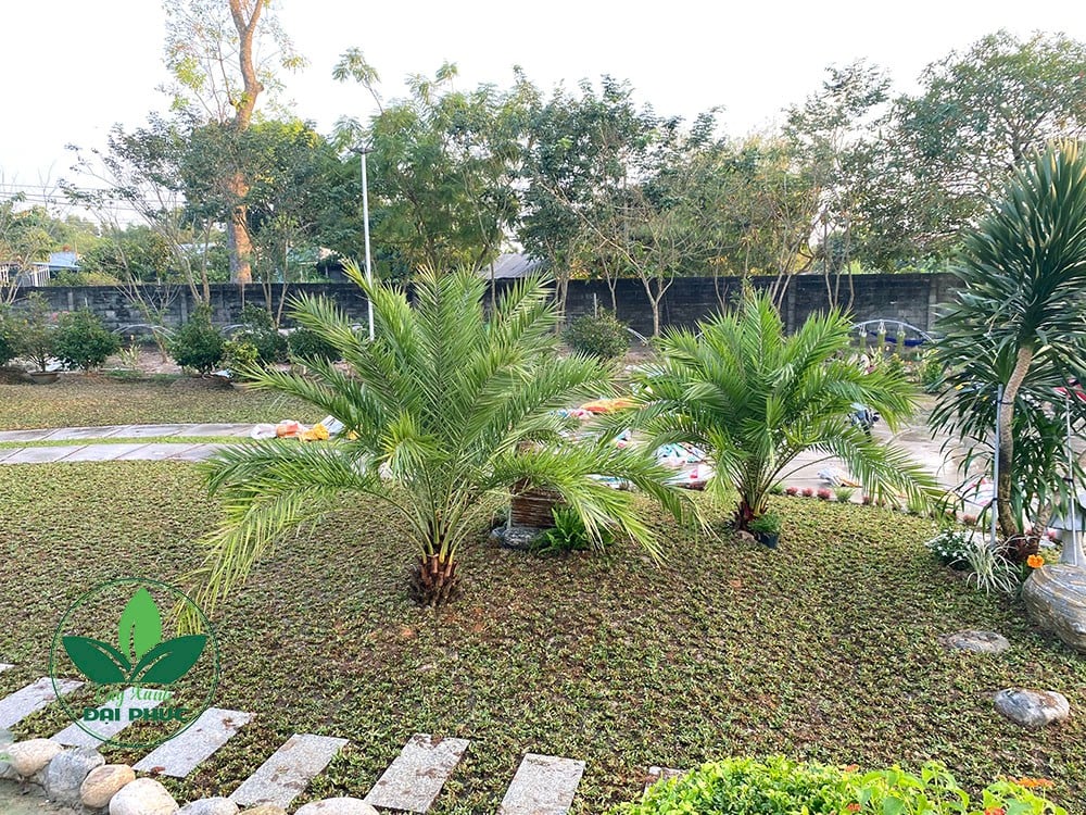 thi công cảnh quan sân vườn