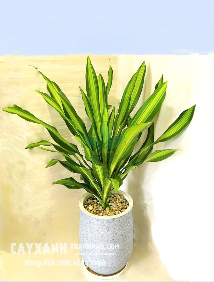 Cây Thiết Mộc Lan
