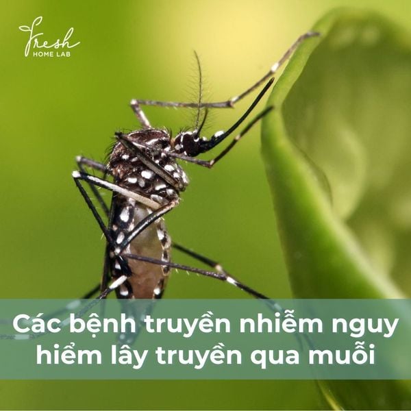 các bệnh truyền nhiễm nguy hiểm lây truyền qua muỗi