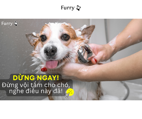 Bao Lâu Nên Tắm Cho Cún Của Mình? Hầu Hết Các Con Sen Đều Làm Sai Điều Này
