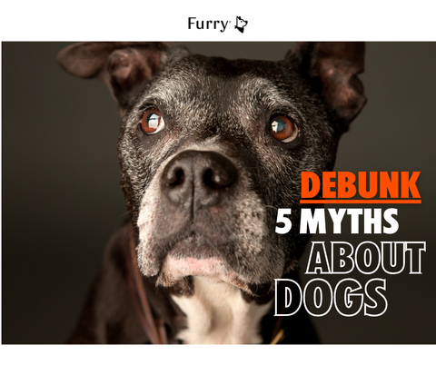 5 Common Myths About Dogs – The Truth Will Surprise You