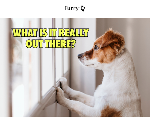 Why Do Dogs Love Staring Out the Window for Hours? 5 Surprising Reasons