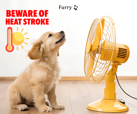 How to Recognize and Treat Dog Heat Stroke Quickly – 5 Extremely Effective Tips