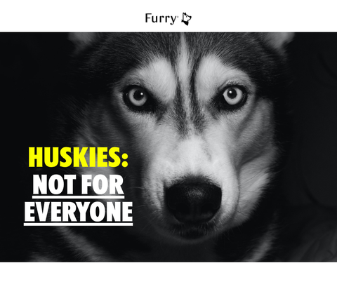 5 Things You Should Know Before Getting a Husky