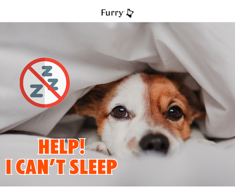 Do Dogs Get Insomnia? 5 Reasons Why Your Dog Can't Sleep & How to Help