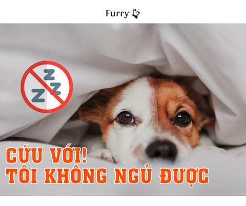 Chó Có Bị Mất Ngủ Không? 5 Nguyên Nhân Khiến Chó Khó Ngủ và Cách Khắc Phục