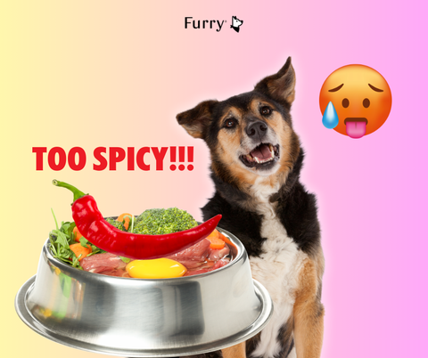Can Dogs Eat Spicy Food? 5 Dangerous Effects You Should Know