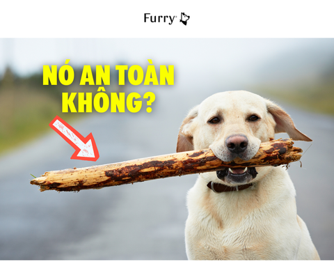 Chó Có Ăn Được Gỗ Không? 5 Tips Bạn Cần Biết
