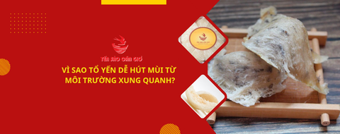Vì sao tổ yến dễ hút mùi từ môi trường xung quanh?