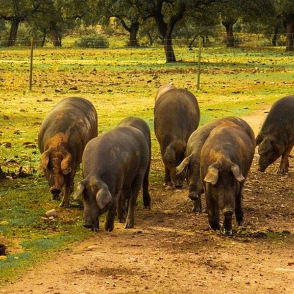 giong-heo-den-dac-huu-tay-ban-nha