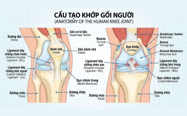 Cấu tạo khớp gối