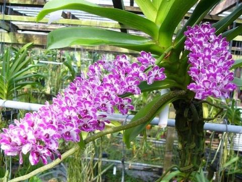 Hướng Dẫn Trồng Lan Ngọc Điểm Theo Khí Hậu Miền Nam