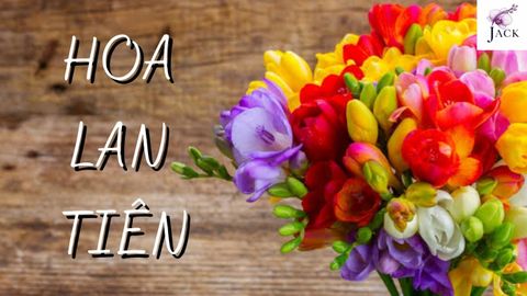 Hoa Lan Tiên Là Gì? Đặc Điểm, Cách Trồng, Chăm Sóc