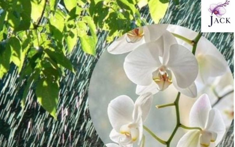 Những Điều Cần Tránh Khi Trồng Và Chăm Sóc Lan Trong Mùa Mưa