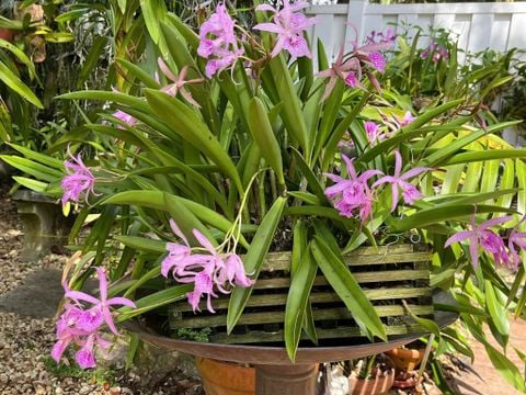 Cách lựa chọn chậu trồng lan chuẩn cho cây phát triển khỏe