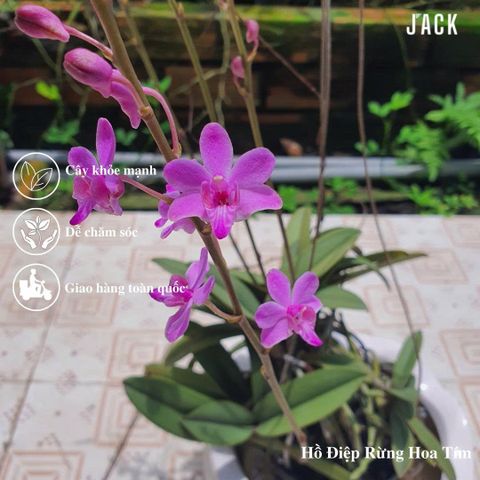 Hướng Dẫn Trồng Lan Hồ Điệp Sau Khi Chơi Hoa Đúng Cách