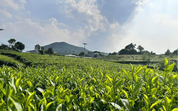 Đồi trà vào sáng sớm