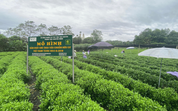 Vùng nguyên liệu sản xuất của Thuận Trà