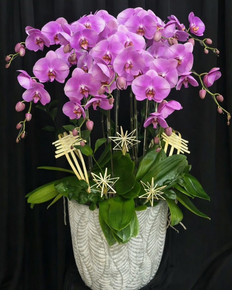 Lan hồ điệp cũng là loại hoa tặng mẹ 8/3 được nhiều người lựa chọn