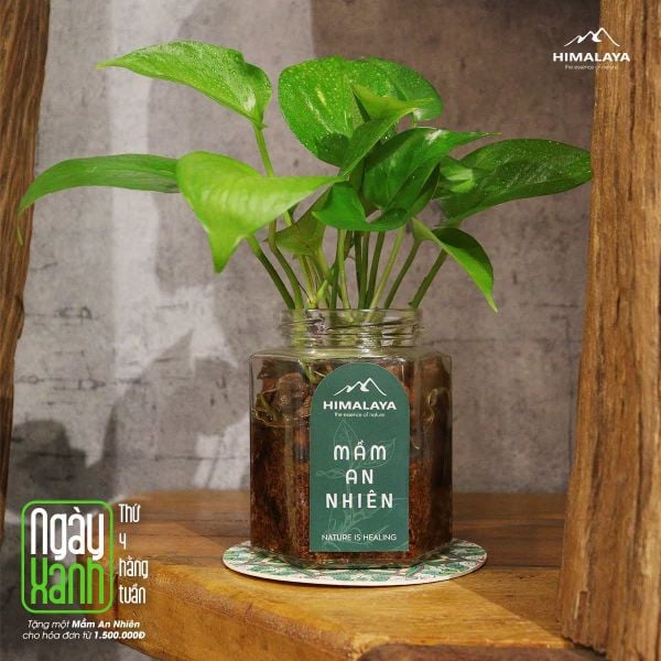 Ngày xanh thứ 4 hằng tuần tặng cây xanh mini