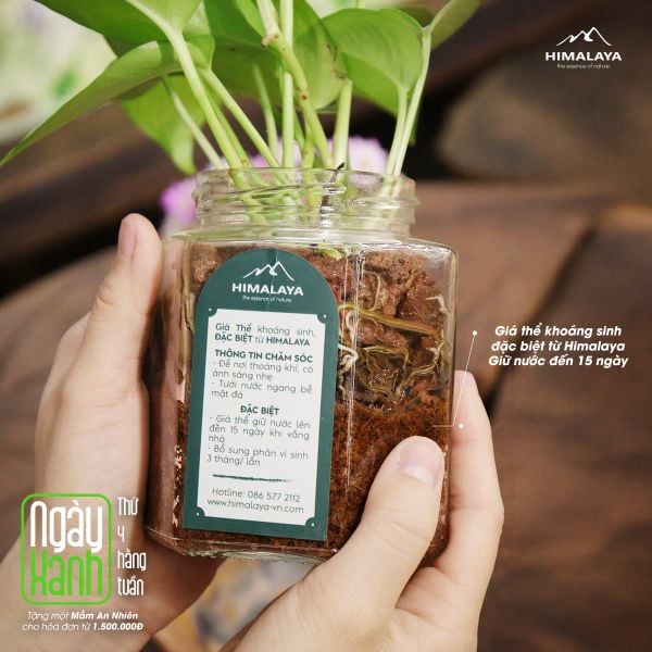 Ngày xanh thứ 4 hằng tuần tặng cây xanh mini
