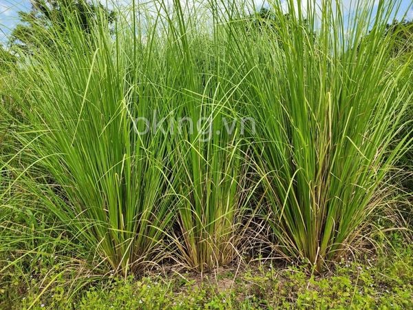 Cây cỏ Vetiver (hay còn gọi cỏ hương bài) mọc thành bụi