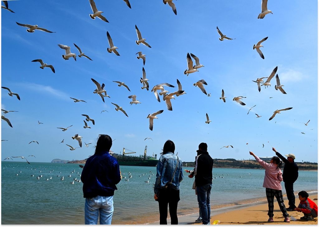 Hải âu bay trên vùng biển Uy Hải