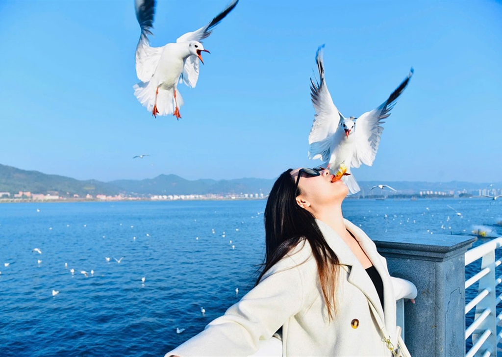 Du khách trải nghiệm ngắm hải âu tại Hồ Điền Trì mùa đông