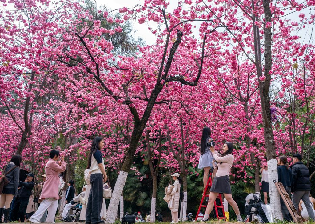 Du khách tham quan và ngắm hoa anh đào tại Côn Minh mùa xuân