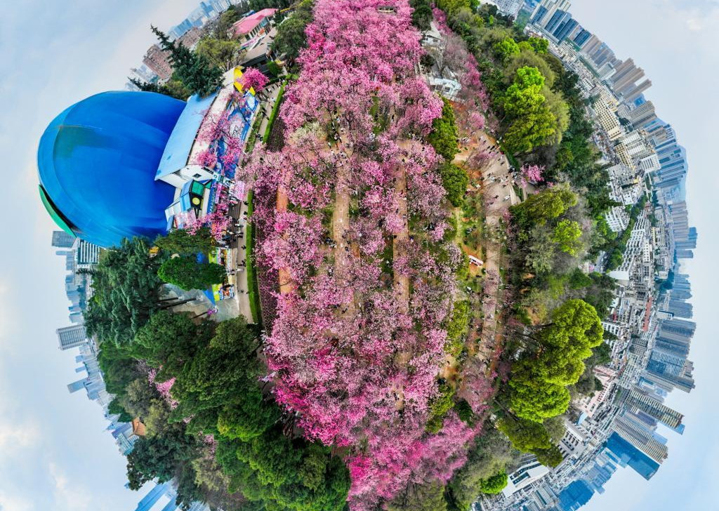 Rừng hoa anh đào nổi tiếng tại Viên Thông Sơn Côn Minh