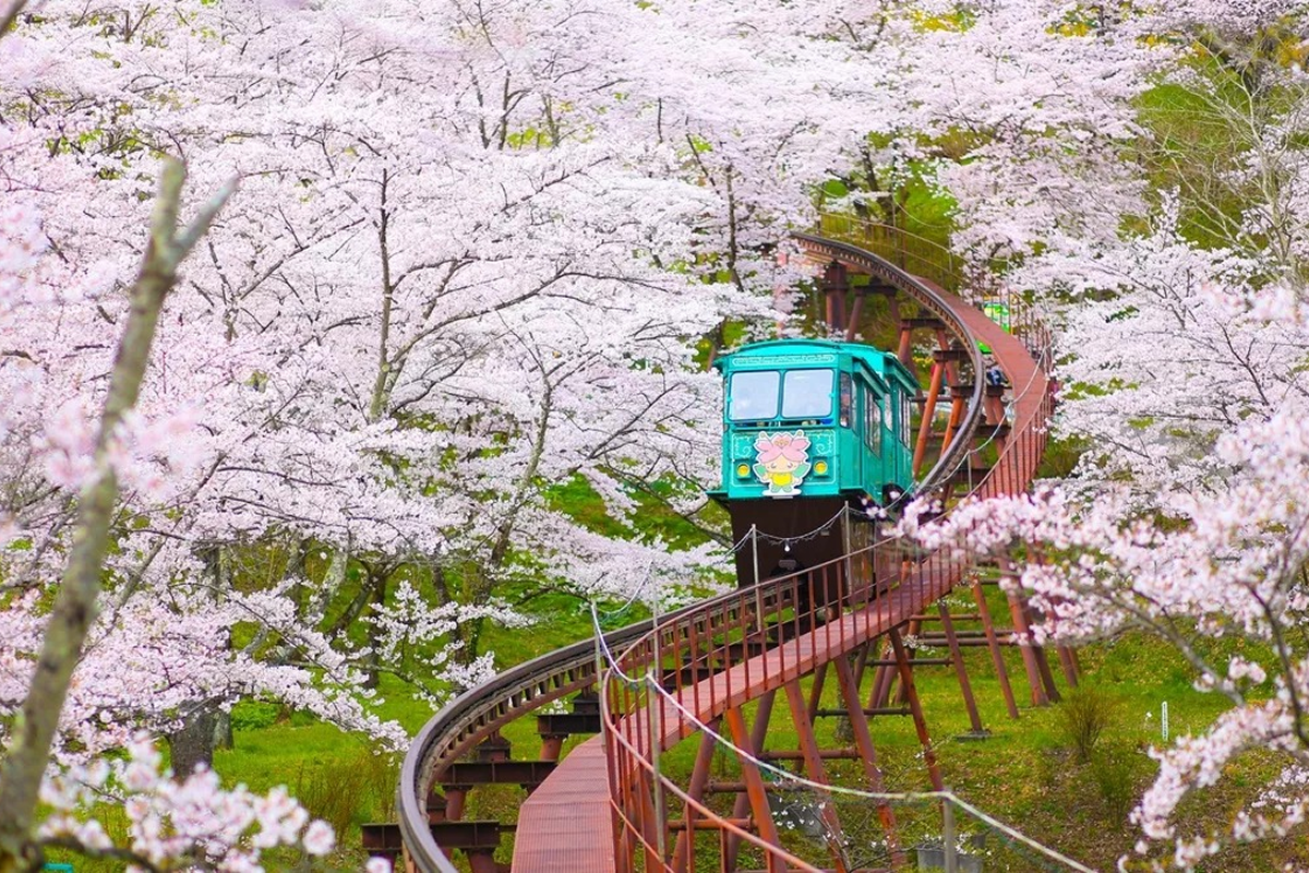 Địa điểm ngắm hoa anh đào Nhật Bản đẹp và nổi tiếng