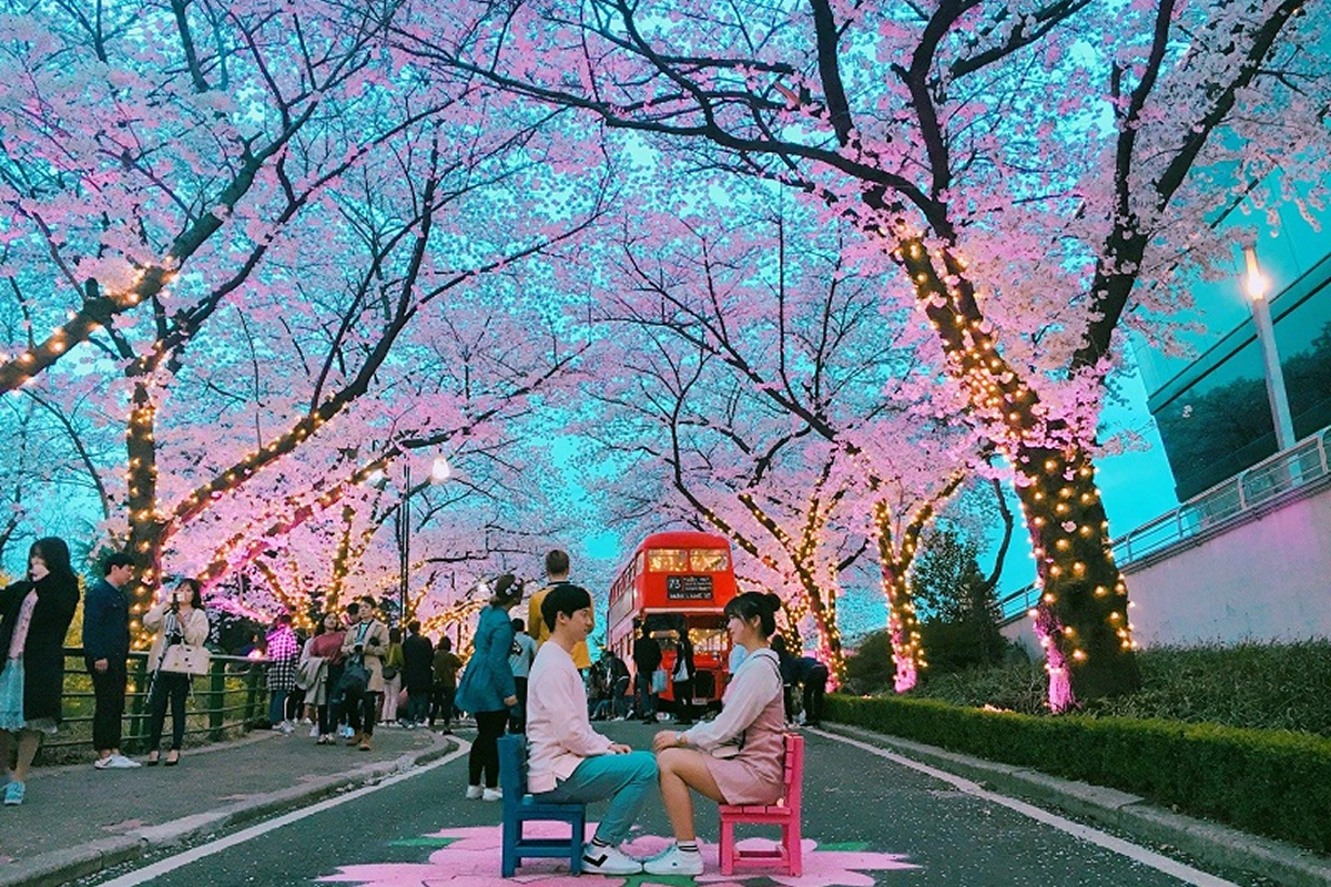 Du lịch Hàn Quốc mùa hoa anh đào với cảnh sắc mùa xuân rực rỡ
