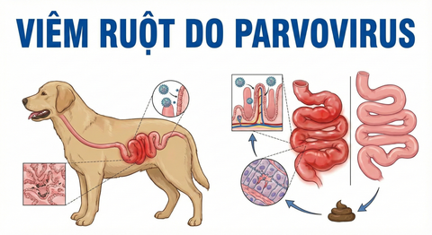 VIÊM RUỘT DO PARVOVIRUS Phần 1