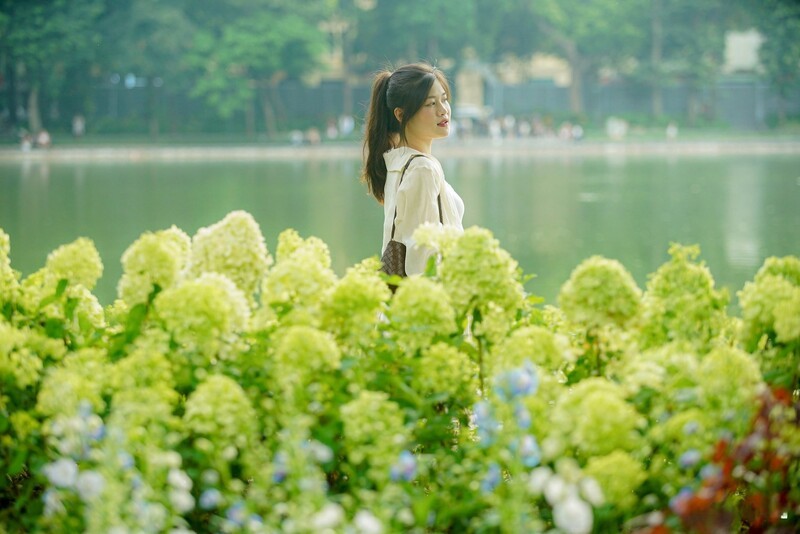 Phối đồ chụp ảnh hoa cẩm tú cầu hồ Gươm