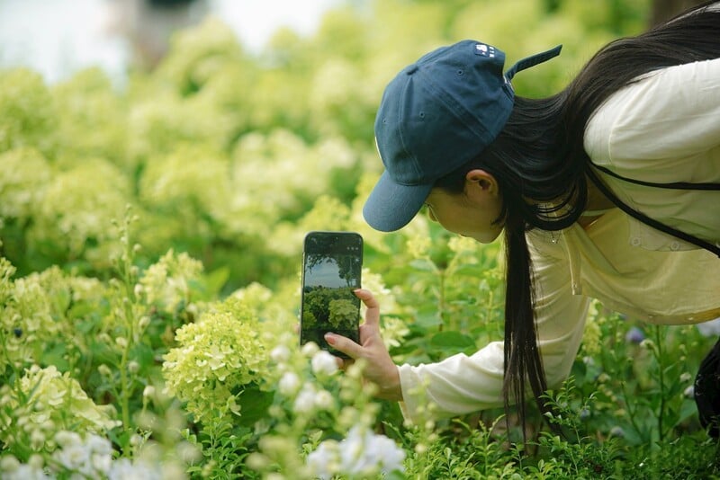 Hướng dẫn cách tạo dáng chụp ảnh cùng hoa cẩm tú cầu hồ Gươm cực thơ