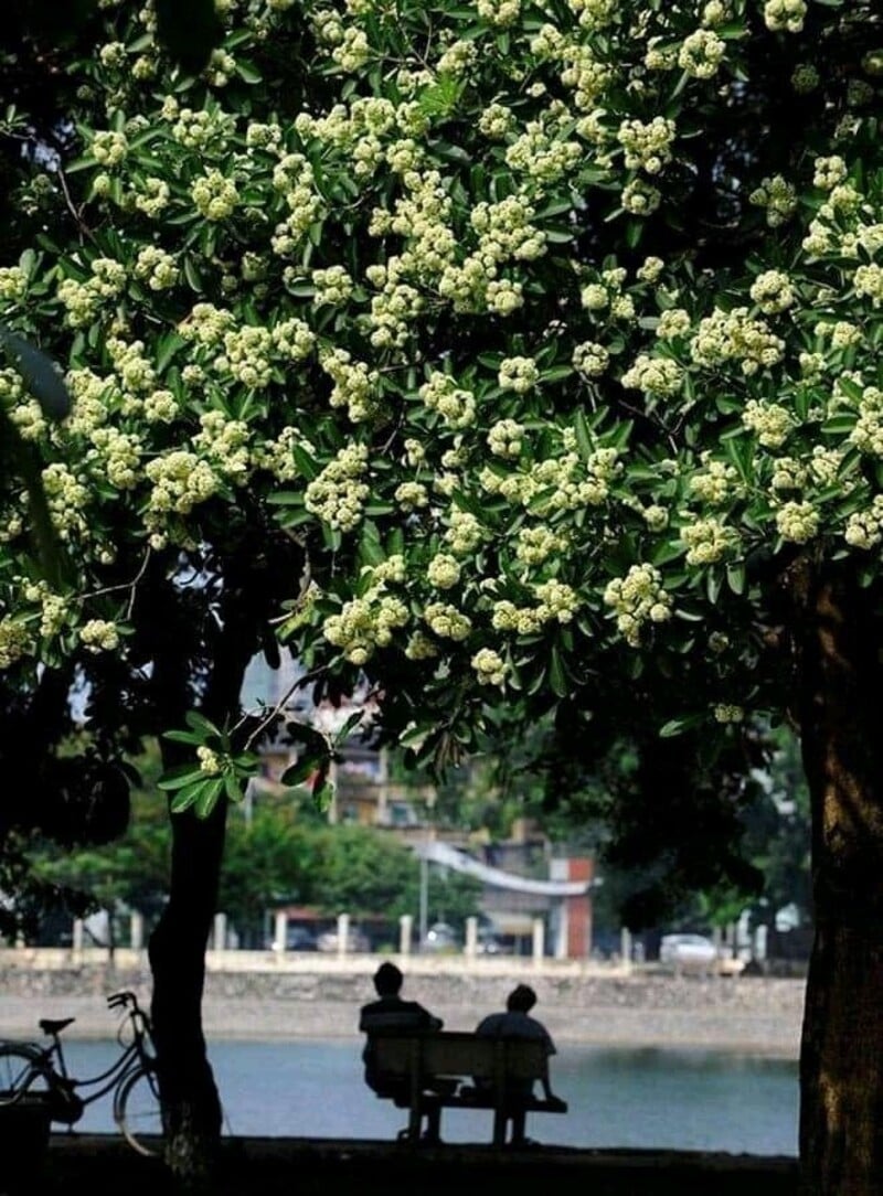 Chụp ảnh với hoa sữa mặc gì?