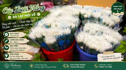 Cúc Lưới Trắng Đà Lạt – Vẻ Đẹp Tinh Khôi, Dễ Phối Hoa, Giá Sỉ Tận Gốc