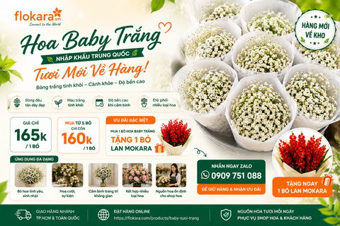🌿 HOA BABY TRẮNG TƯƠI MỚI VỀ HÀNG – ƯU ĐÃI ĐẶC BIỆT CHỈ CÓ TẠI FLOKARA 🌿