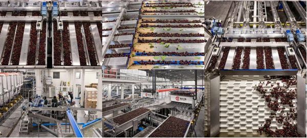 Cherry Canada Mùa Mới 2026 Đã Sẵn Sàng – Thông Tin Mới Nhất Từ Nhà Vườn Jealous Fruits Cherry Canada Mùa Mới 2026 Đã Sẵn Sàng – Thông Tin Mới Nhất Từ Nhà Vườn Jealous Fruits