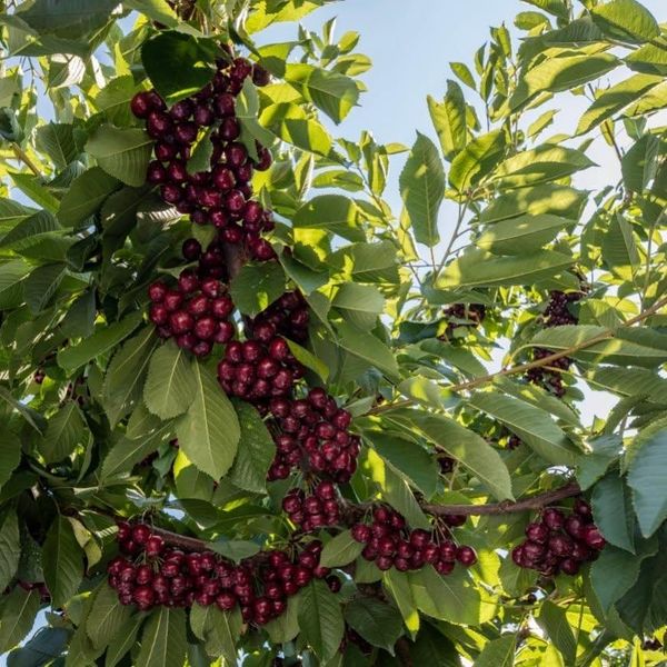 Cherry Canada Mùa Mới 2026 Đã Sẵn Sàng – Thông Tin Mới Nhất Từ Nhà Vườn Jealous Fruits Cherry Canada Mùa Mới 2026 Đã Sẵn Sàng – Thông Tin Mới Nhất Từ Nhà Vườn Jealous Fruits