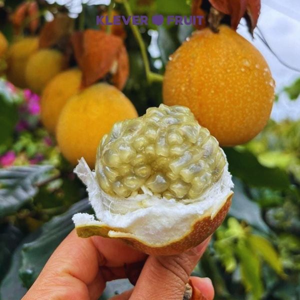 Chanh Dây Vàng Colombia – “Ngọt Thanh, Thơm Sang” Chuẩn Passion Fruit Cao Cấp