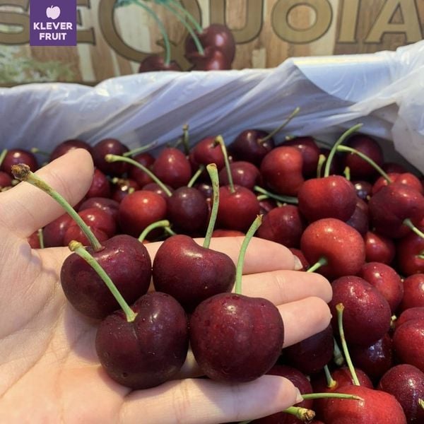 Cherry Jumbo Mỹ nhập khẩu chính ngạch tại Klever Fruit