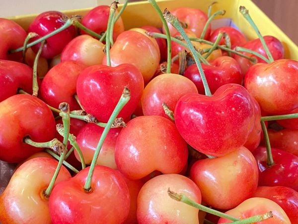 Cherry Vàng Rainier Jumbo Mỹ của Klever Fruit